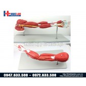 Mô hình giải phẫu cơ và thần kinh chi trên